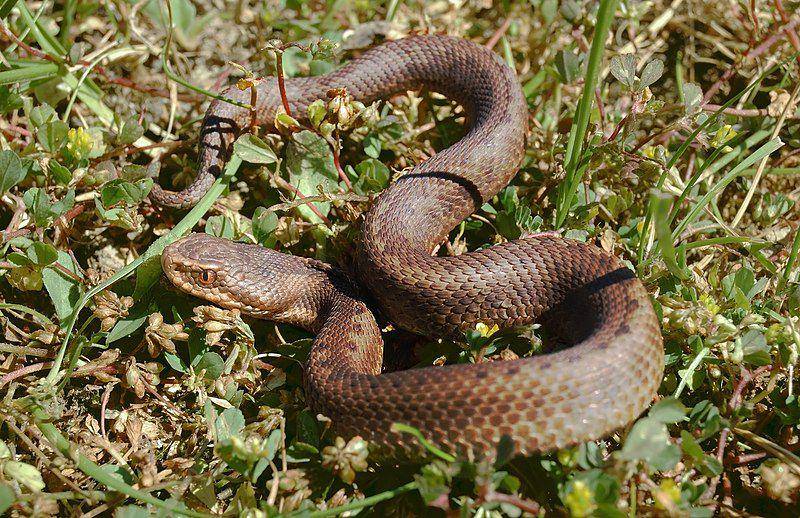 Vipera seoanei, reptil endemik Pegunungan Iberia dengan bisa berbahaya. (commons.wikimedia.org/Keta)