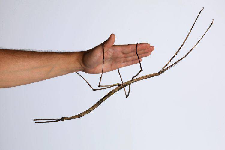 Belalang ranting Ctenomorpha gargantua (sciencefriday.com/Museum Victoria)
