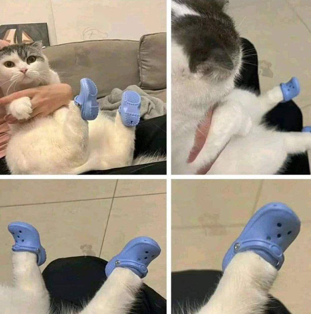 foto lucu kucing bersama Crocs (reddit.com/user/NixieDiamond)