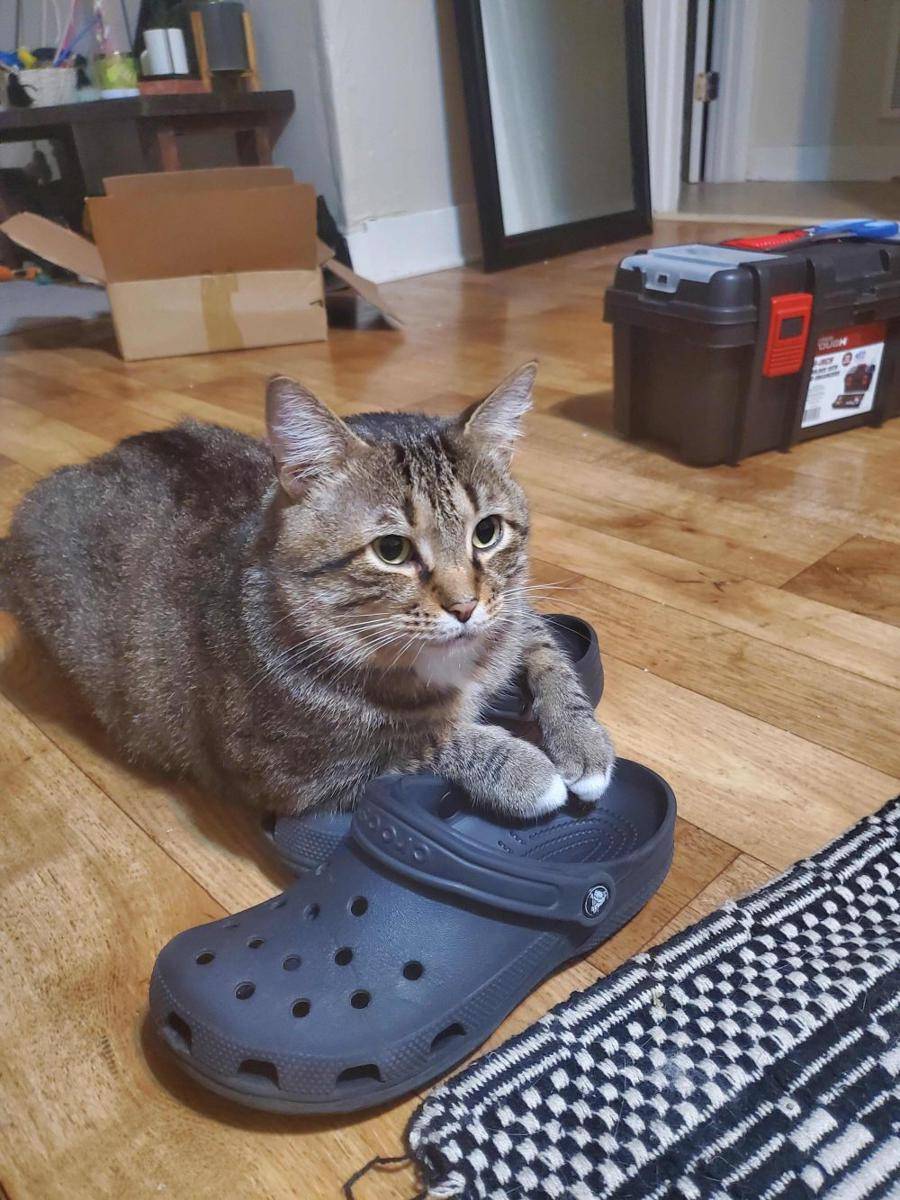 foto lucu kucing bersama Crocs (reddit.com/user/Threefignewtons)