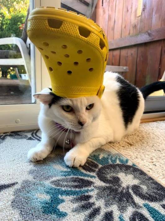 foto lucu kucing bersama Crocs (reddit.com/user/MyNameIsTheFurnace)