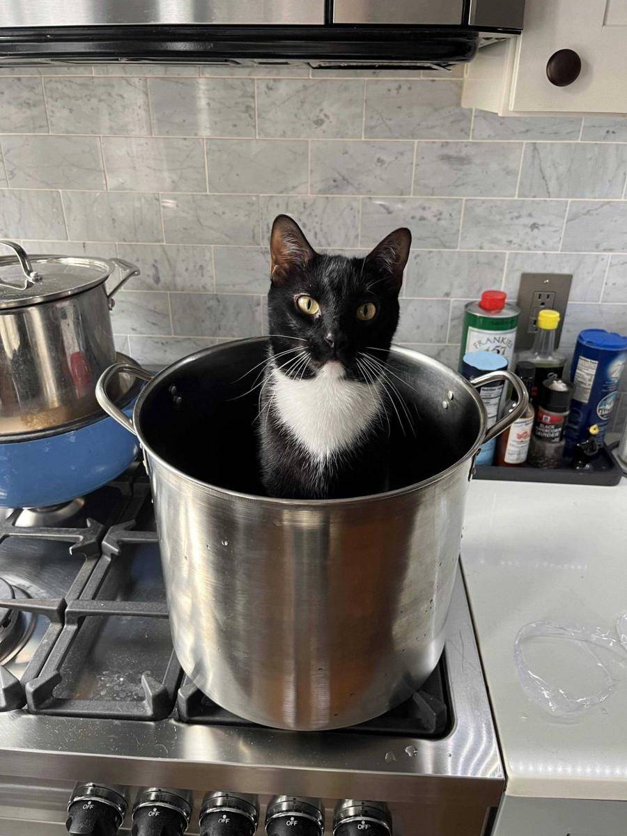 foto gemas kucing nongkrong di dalam panci (reddit.com/user/sam_neil)