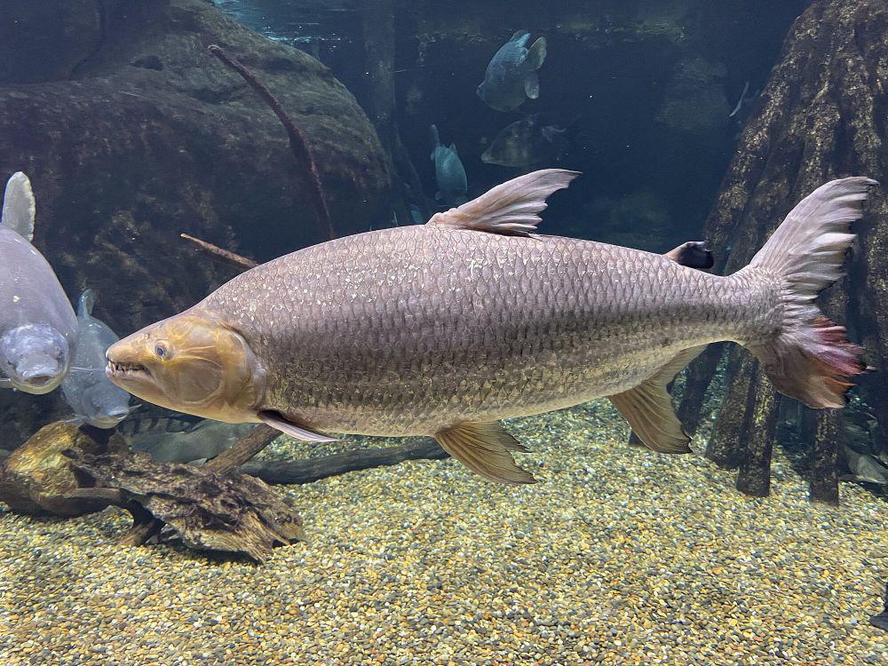 7 Fakta Goliath Tigerfish, Penghuni Sungai Afrika yang Agresif