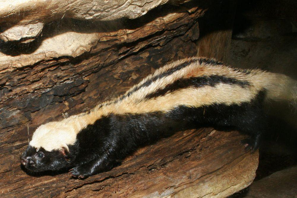 6 Fakta Musang Bergaris Afrika, Hanya Tinggalkan Sarang saat Berburu