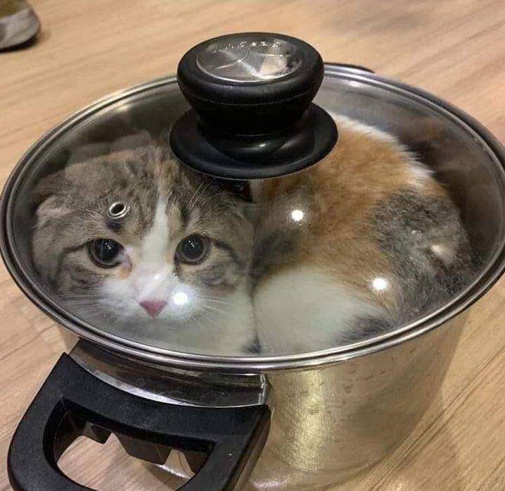 foto gemas kucing nongkrong di dalam panci (reddit.com/user/DrDarkTV)
