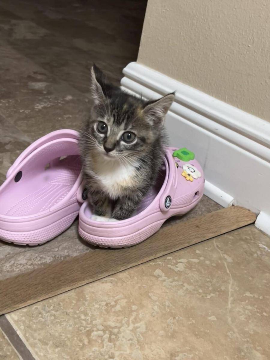 foto lucu kucing bersama Crocs (reddit.com/user/Nine-Tailed-Bee)