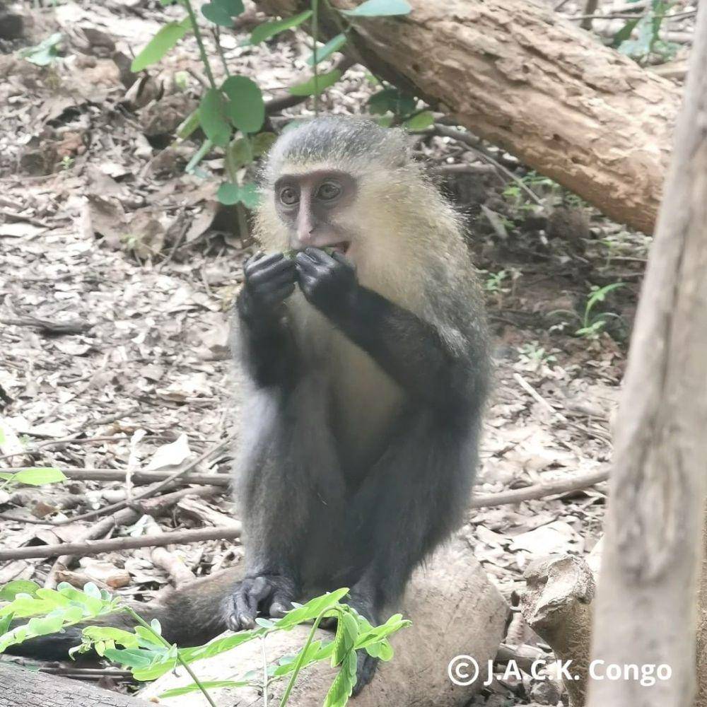 lesula (instagram.com/ jackprimatesanctuary)