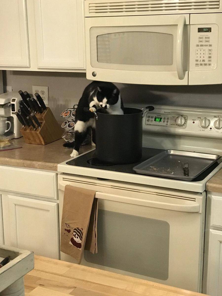 foto gemas kucing nongkrong di dalam panci (reddit.com/user/medi0cre_scientist)
