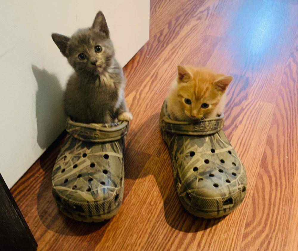 foto lucu kucing bersama Crocs (reddit.com/user/hammocker26)
