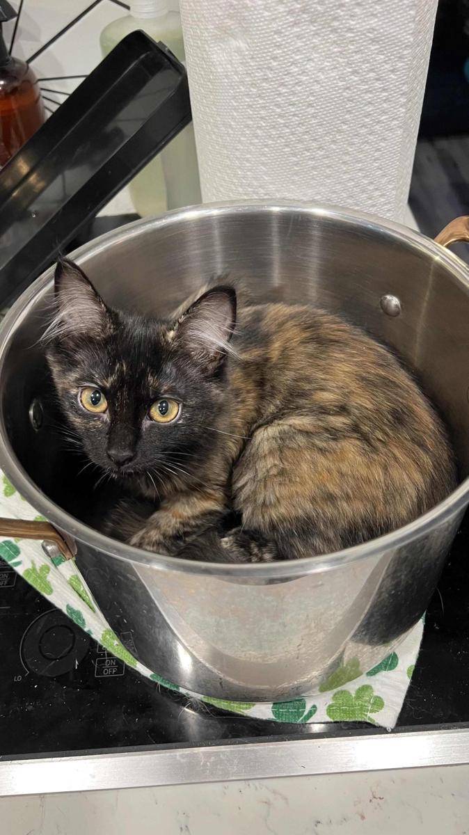 foto gemas kucing nongkrong di dalam panci (reddit.com/user/TnnsNbeer)