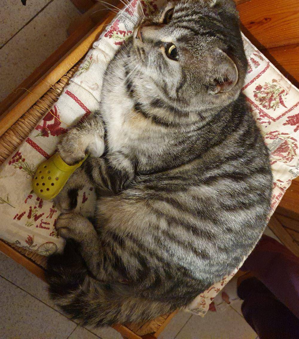 foto lucu kucing bersama Crocs (reddit.com/user/InsomniacOnSugarRush)