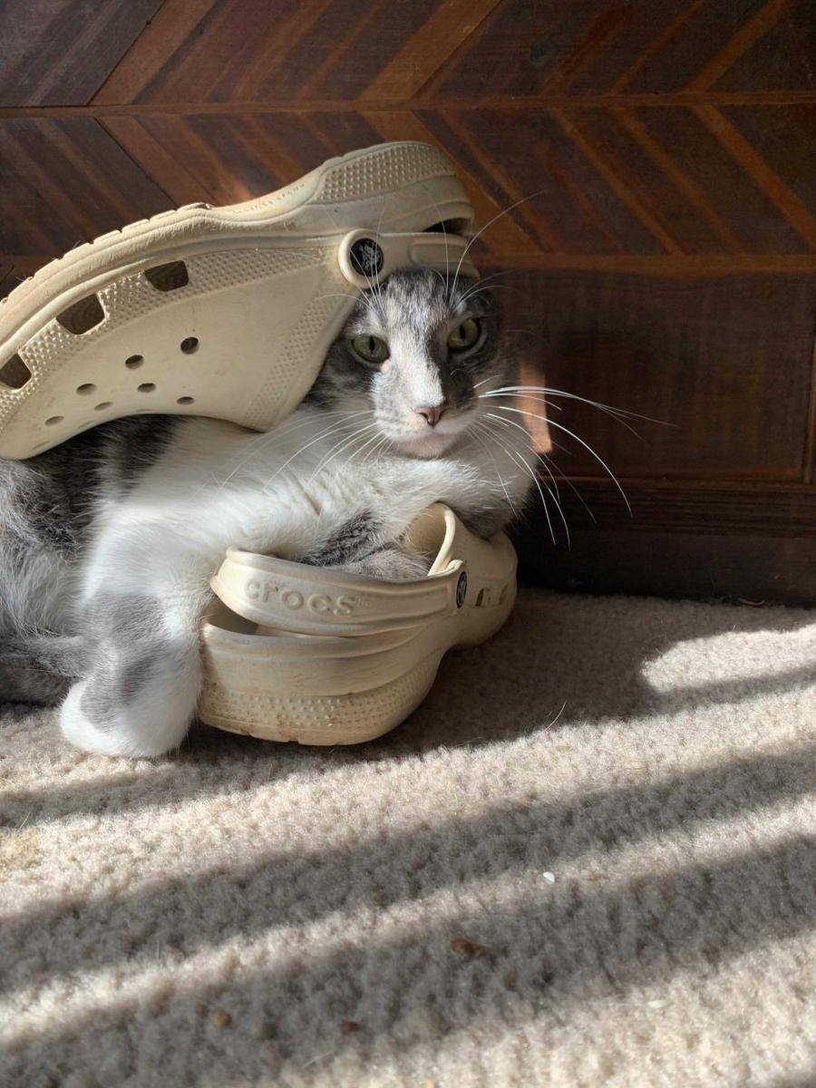 foto lucu kucing bersama Crocs (reddit.com/user/lronedge)