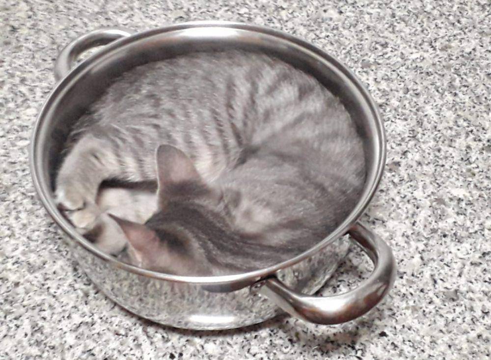 foto gemas kucing nongkrong di dalam panci (reddit.com/user/Rabanete05)
