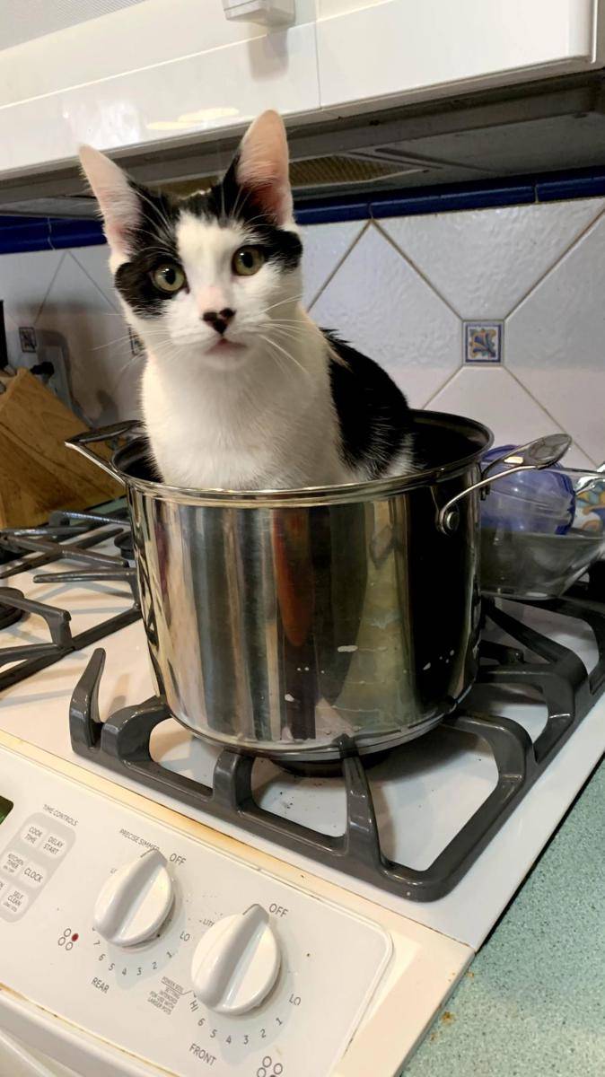 foto gemas kucing nongkrong di dalam panci (reddit.com/user/anh0516)