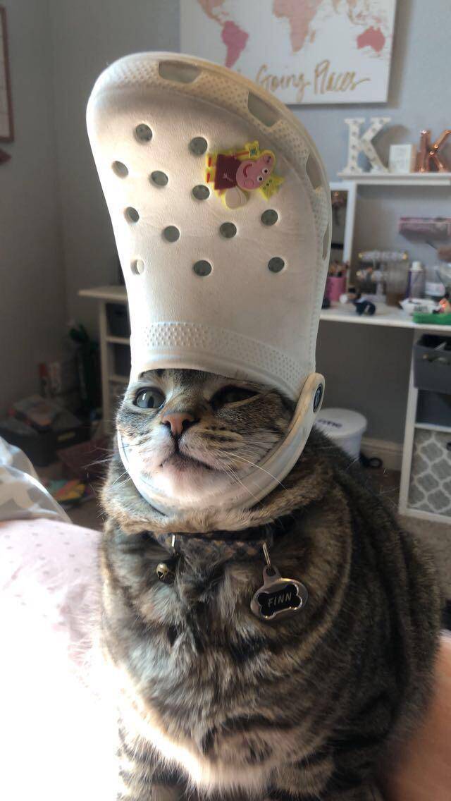 foto lucu kucing bersama Crocs (reddit.com/user/babynaners96)