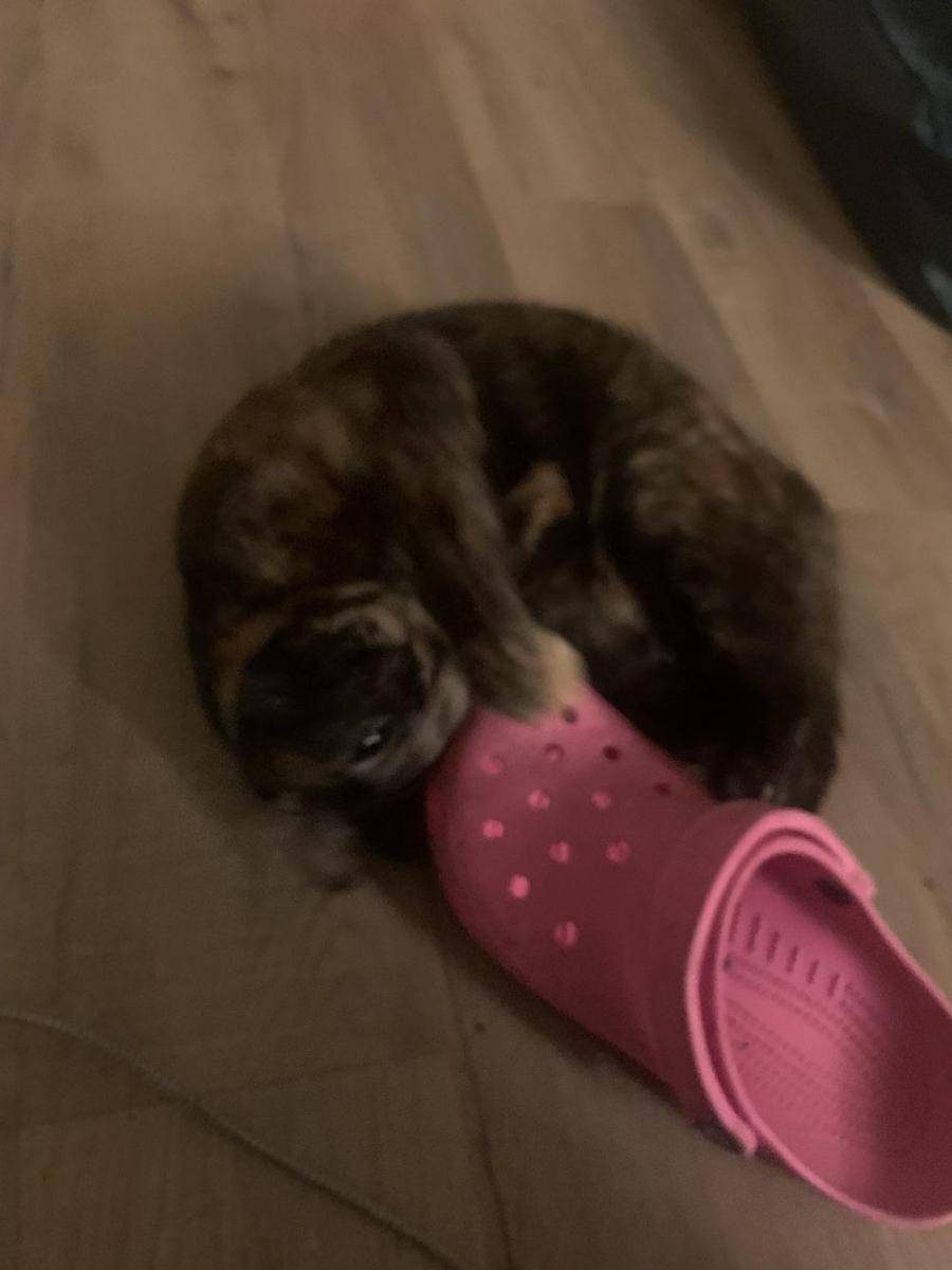 foto lucu kucing bersama Crocs (reddit.com/user/YahLikeJazz00)