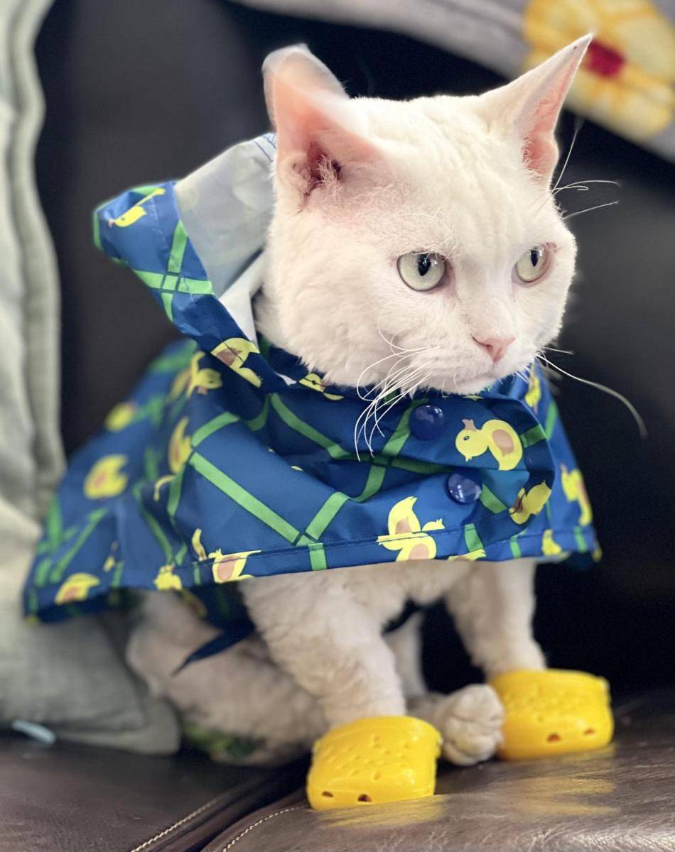 foto lucu kucing bersama Crocs (reddit.com/user/feffie1213)