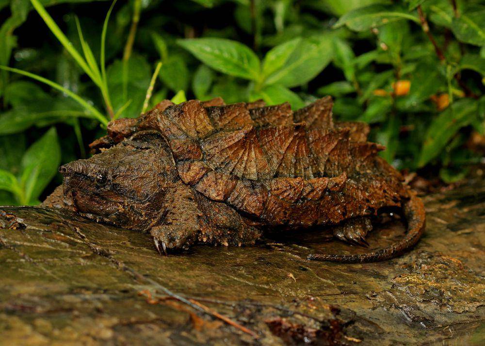 Penyu gertakan aligator (commons.wikimedia.org/	Peter Paplanus)