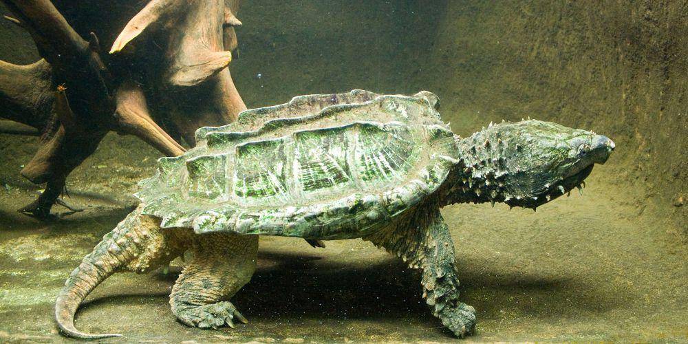 Penyu gertakan aligator (commons.wikimedia.org/Tina Li)