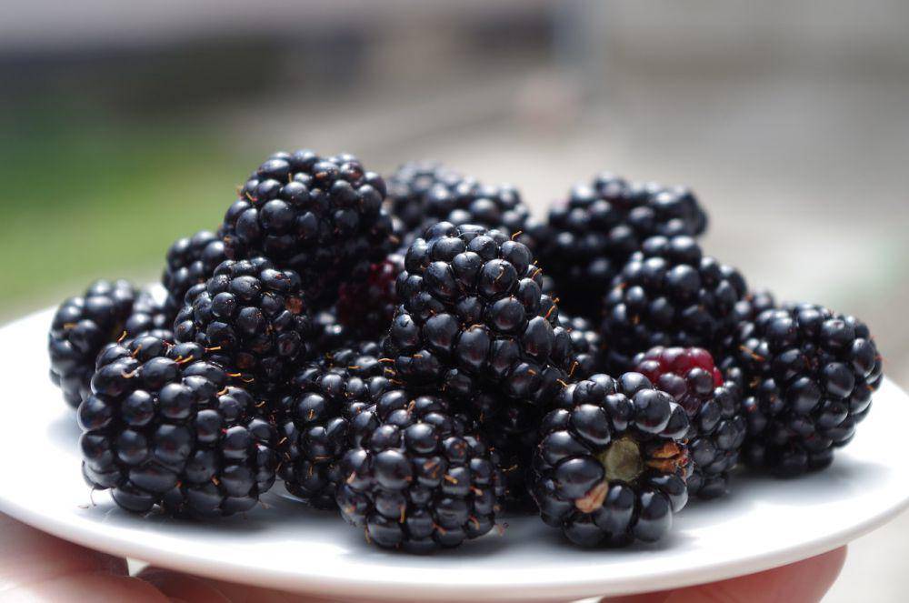 ilustrasi blackberry (pixabay.com/Ajale)