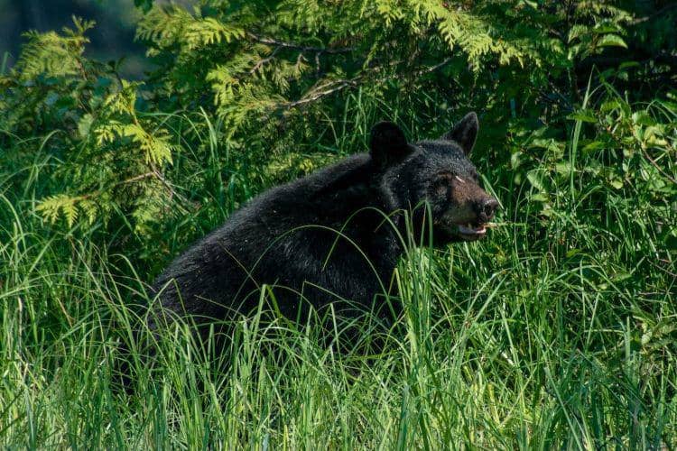 Beruang madu di alam liar (pexels.com/Enric Cruz López)