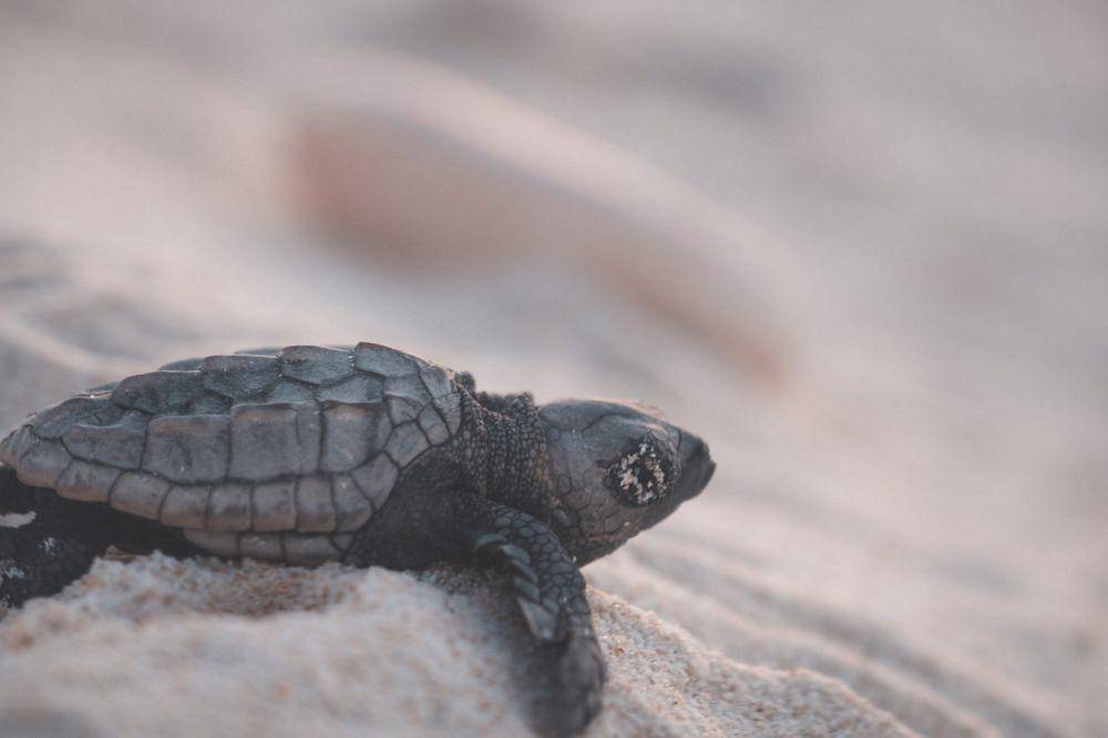 Penyu gertakan aligator (pexels.com/Lachlan Ross)