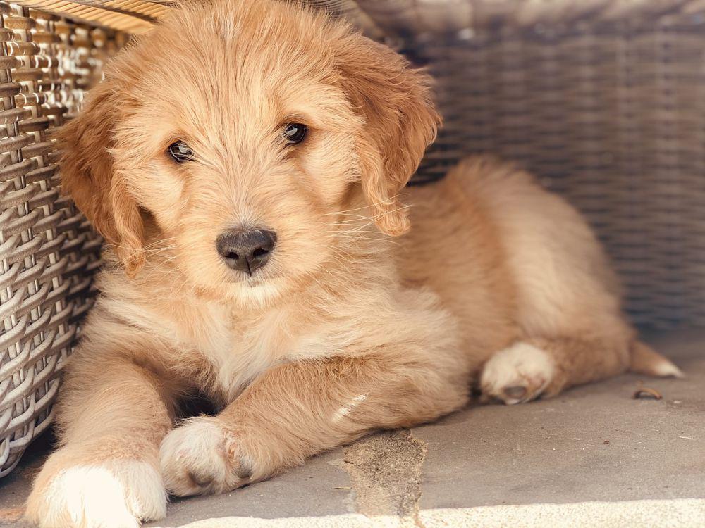 6 Masalah Kesehatan Umum pada Anjing Goldendoodle, Waspadai!