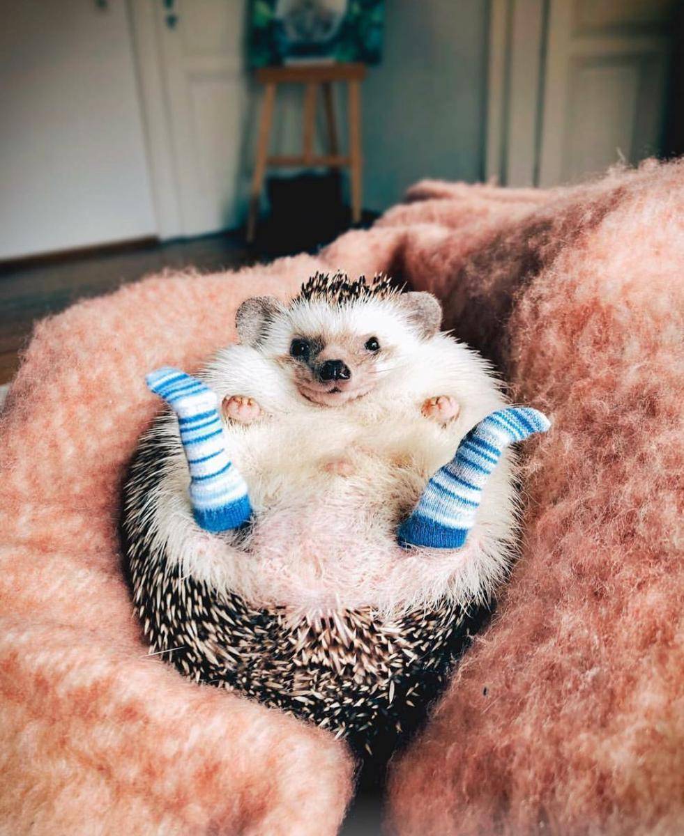 foto gemas hewan peliharaan pakai kaus kaki (reddit.com/r/aww)