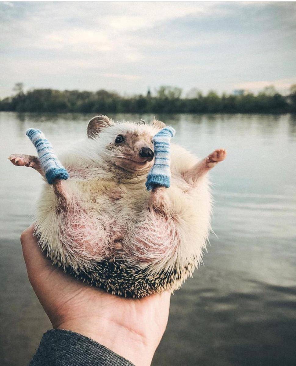 foto gemas hewan peliharaan pakai kaus kaki (reddit.com/user/Nemnock3113)