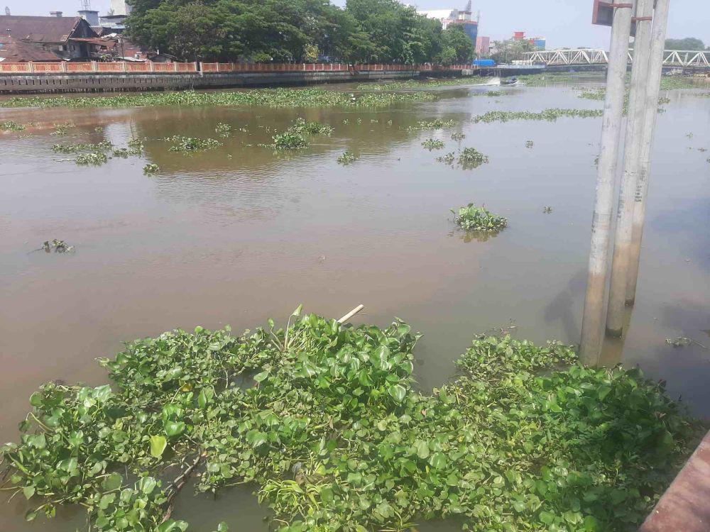 Eceng Gondok Mengganggu Transportasi Sungai di Banjarmasin