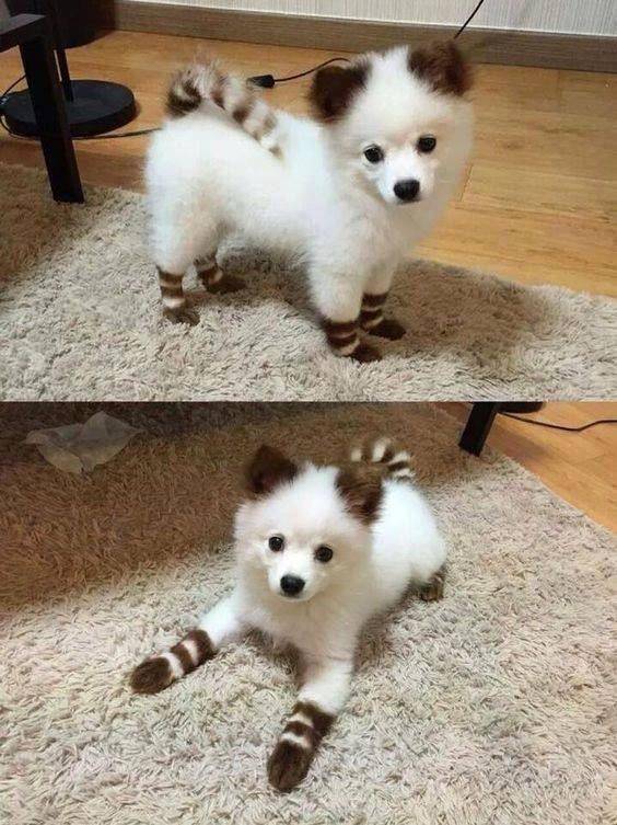 foto gemas hewan peliharaan pakai kaus kaki (reddit.com/user/DeanMachineYT)