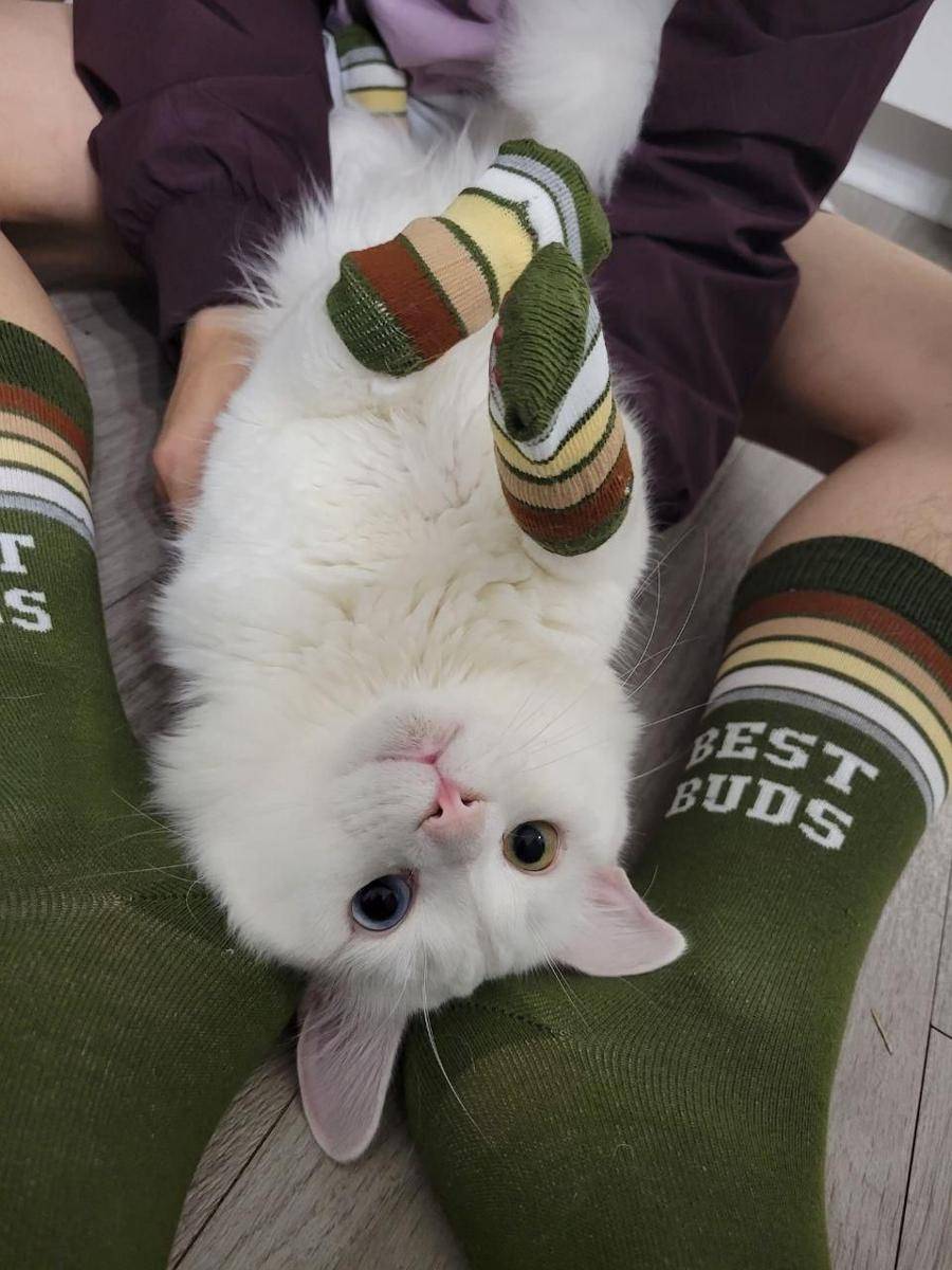 foto gemas hewan peliharaan pakai kaus kaki (reddit.com/user/doctorangelisreal)