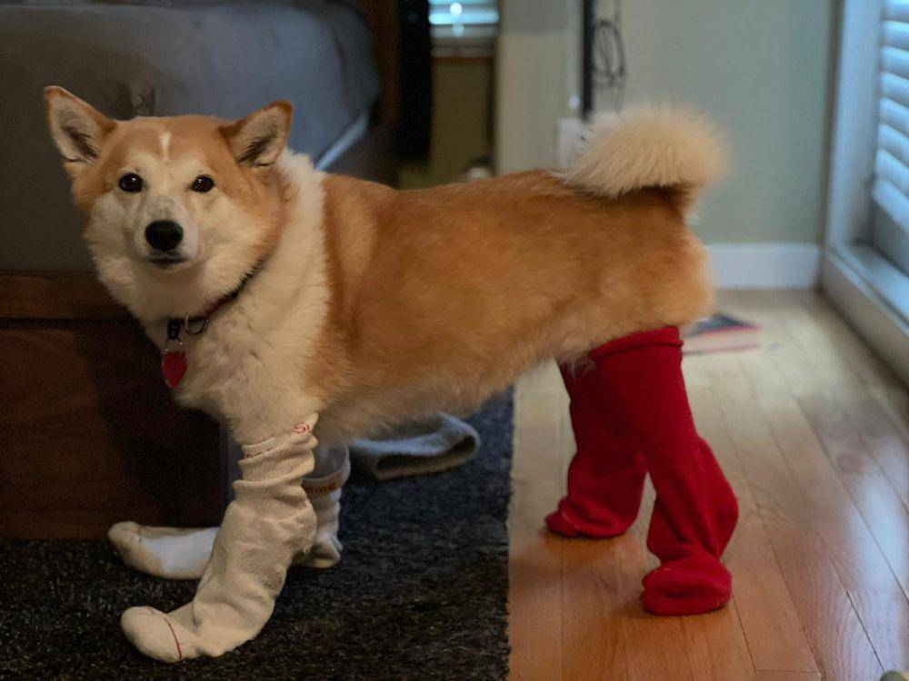 foto gemas hewan peliharaan pakai kaus kaki (reddit.com/user/Sufficient-Example60)