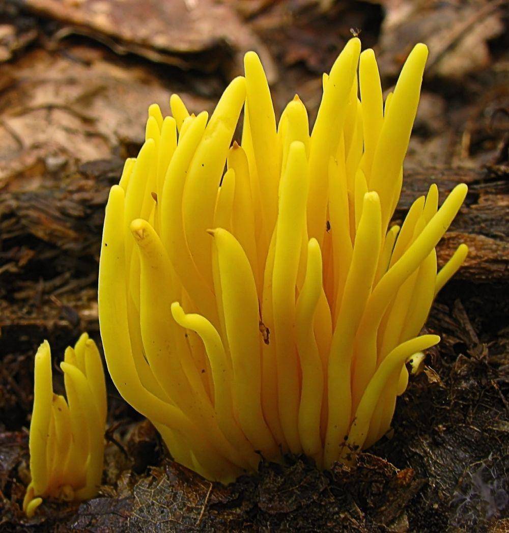 Clavulinopsis fusiformis (commons.m.wikimedia.org)