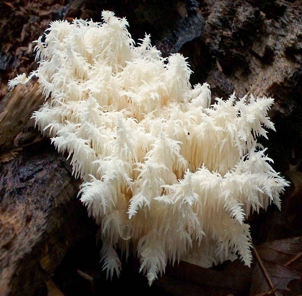 Hericium coralloides (commons.m.wikimedia.org)