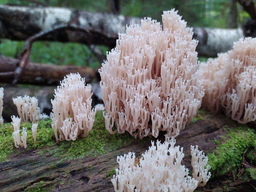 Artomyces pyxidatus (commons.m.wikimedia.org)
