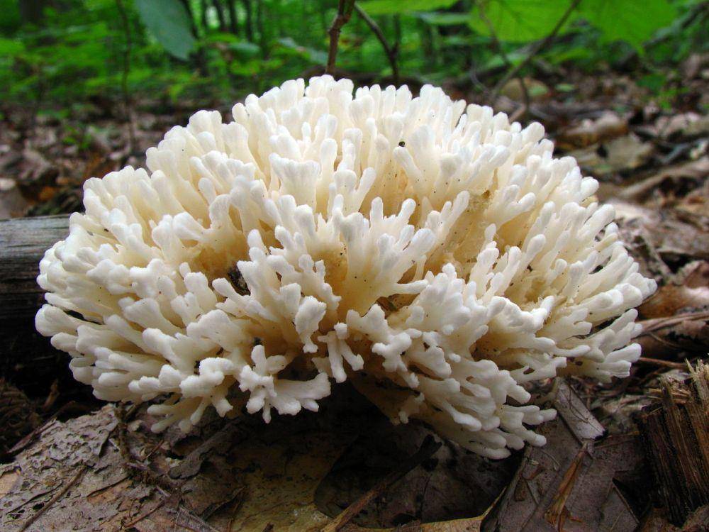 Sebacina schweinitzii (commons.m.wikimedia.org)