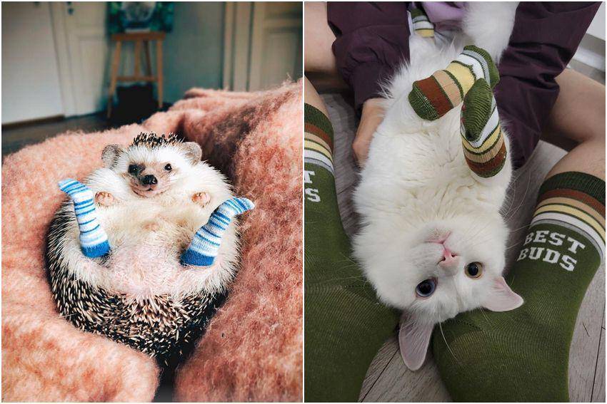 kolase foto gemas hewan peliharaan pakai kaus kaki (reddit.com/r/aww | reddit.com/user/doctorangelisreal)