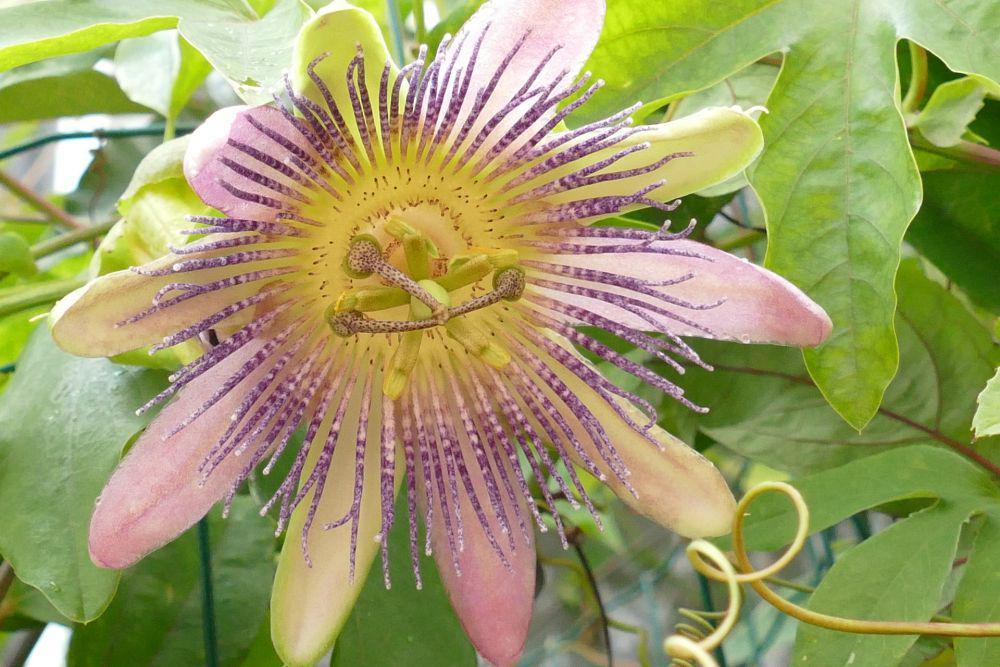 11 Fakta Menarik Passion Flower, Bunga Buah Markisa yang Cantik