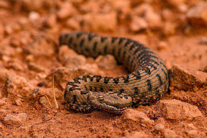 potret viper hidung pesek di daerah berbatu yang kering (commons.wikimedia.org/Javier Ábalos)