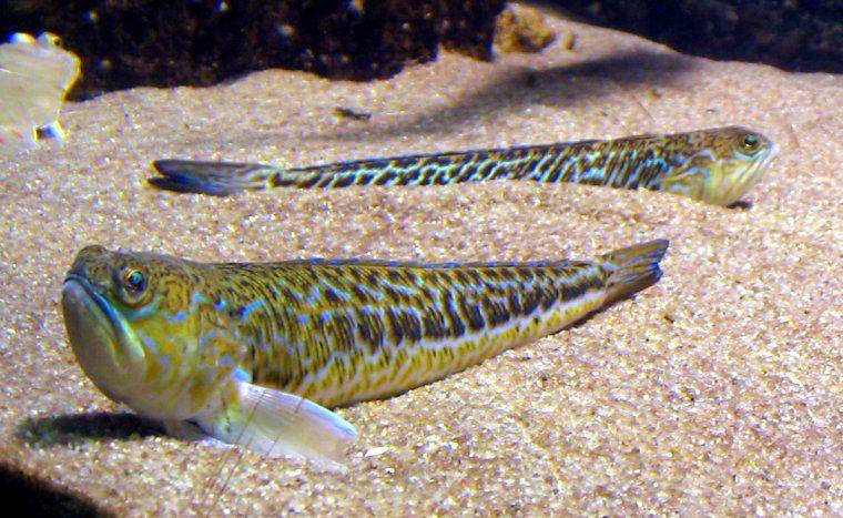 ikan weever yang dipelihara di akuarium (commons.wikimedia.org/Tomasz Sienicki)