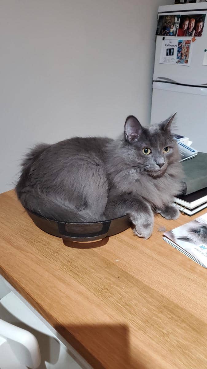 foto lucu kucing bersantai di wajan (reddit.com/user/Apprehensive-Emu-414)