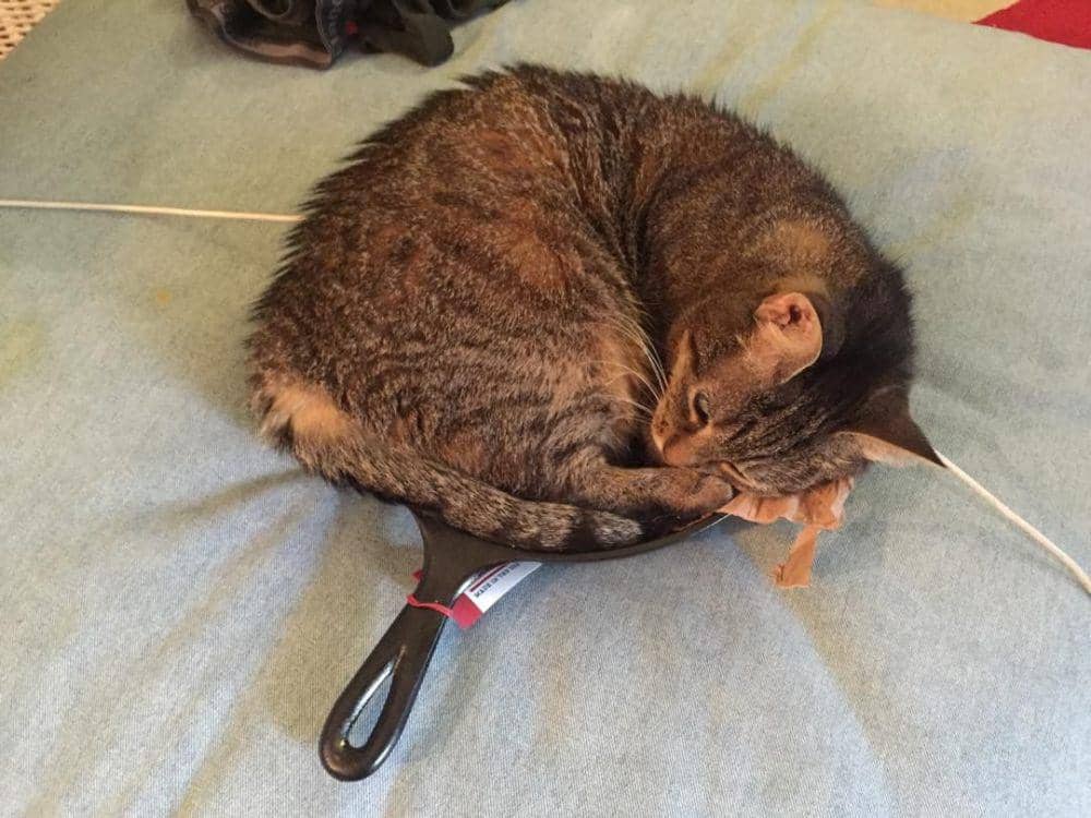 foto lucu kucing bersantai di wajan (reddit.com/user/Absolutelee123)