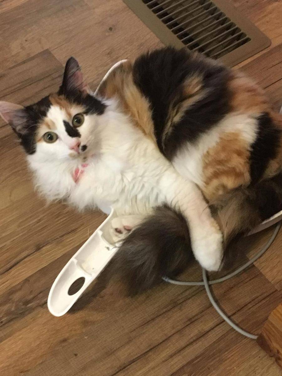potret kucing nongkrong di pengki (reddit.com/r/cats)
