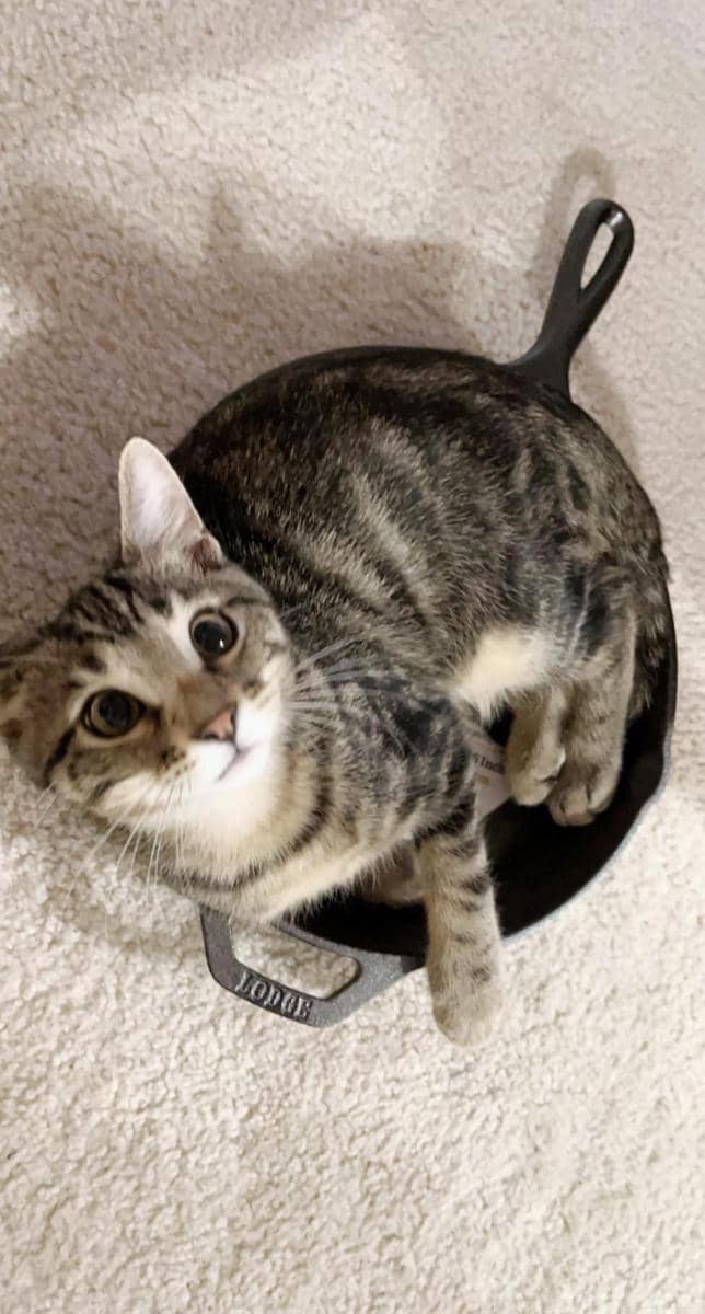 foto lucu kucing bersantai di wajan (reddit.com/user/IsEatingAHobby)