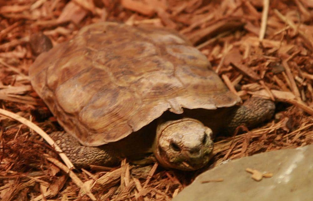 Kura-kura pancake (commons.m.wikimedia.org/David J. Stang)