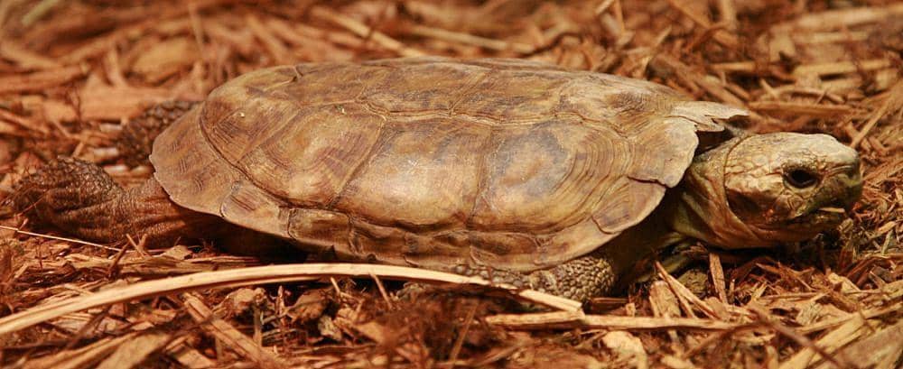 Kura-kura pancake (commons.m.wikimedia.org/David J. Stang)