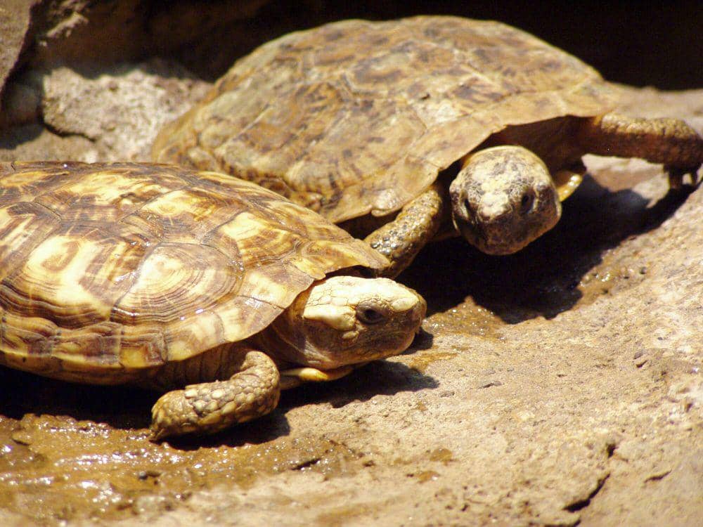 Kura-kura pancake (commons.m.wikimedia.org/Tjcase2)