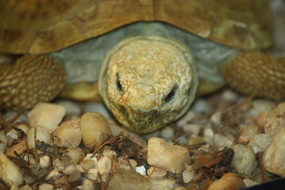 Kura-kura pancake (commons.m.wikimedia.org/Ltshears)