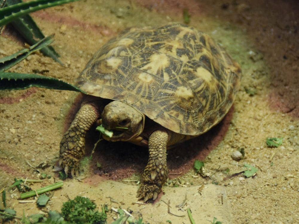 8 Fakta Unik Kura-Kura Pancake, Pemanjat Handal yang Cangkangnya Tipis